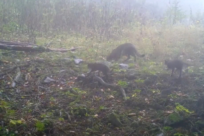 Uludağ'da sisler arasında anne yaban kedisi ve yavruları görüntülendi