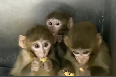 Bursa'da 3 makak maymunu koruma altına alındı
