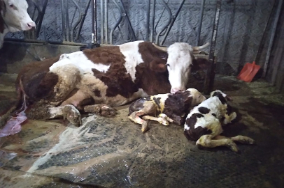 Ölü buzağıyla üzüldüler ikiz doğumla sevindiler