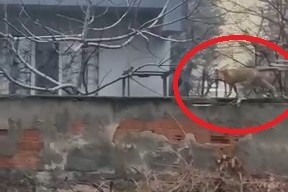 Sokak aralarında gezen tilki dikkat çekti