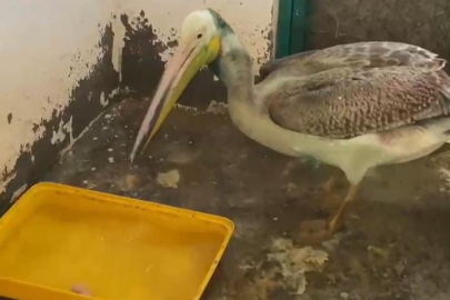 Bursa'da tedavisi tamamlanan ak pelikan doğaya salındı