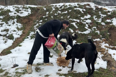Uludağ'da aç kalan köpeklerin imdadına hayvanseverler yetişti
