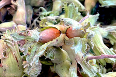 Uludağ'ın fındığı destek bekliyor