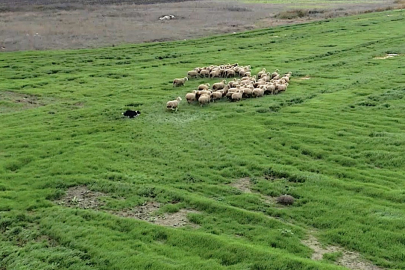 Kangal ve akbaştan sonra çobanlara hareketli ve heyecanlı yeni bir yardımcı geliyor