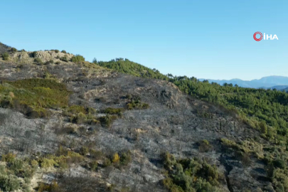 Antalya’daki orman yangınında zararın boyutu gündüz ortaya çıktı: 2 hektar zarar gördü