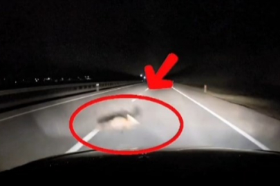 Yola atlayan tilkiye araç çarptı