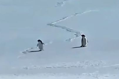 “Nihilist penguen” paylaşımları sosyal medyada ilgi görüyor