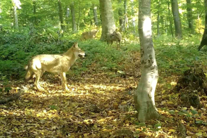 ’Kurtlar konseyi’ Uludağ’da toplandı