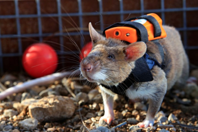 Antalya’da eğitilen Afrika keseli sıçanları enkaz altındaki "göz" olacak