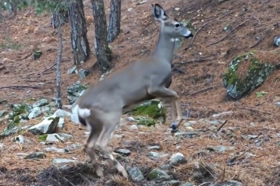 Uludağ’da fotokapana yakalanan karacanın sevimli halleri