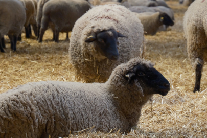 Yılların Merinos Koyunu'na yeni etçil rakip geldi: Bandırma Koyunu
