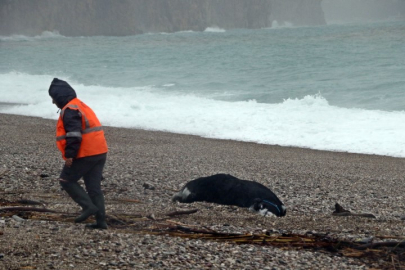 Antalya’da ’Sarı Kod’ uyarısı: Rögarlar taştı, telef olmuş dana kıyıya vurdu