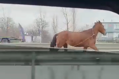 Başıboş at trafikte tehlike saçtı