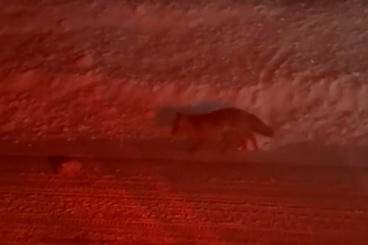 Uludağ yolunda tilki görüntülendi