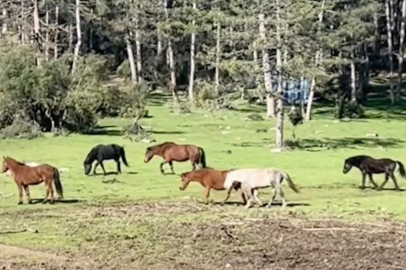 Bursa’da yılkı atlarının özgürlük gezisi
