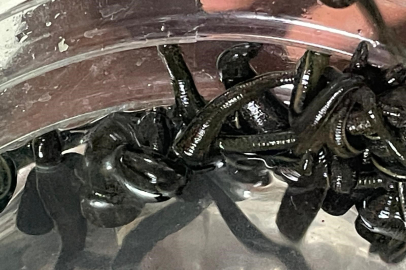 Mezbaha kanıyla besleniyor, birçok hastalığa şifa oluyorlar