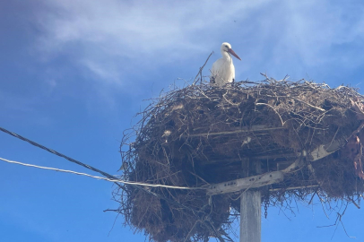 Leylek köyünde büyük sevinç: Eşi geldi, herkes Yaren'i bekliyor