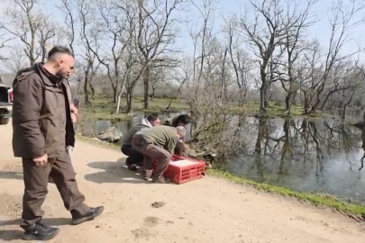 Karacabey Longozları’nda yaban hayatına özgürlük