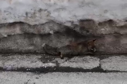 Uludağ’da tilkiye çarpan otomobil sürücüsü yaralı halde bırakıp kaçtı