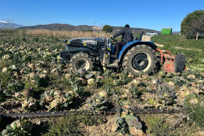 Pazarda 70 lira ama yüzbinlercesi tarlada çürüdü: Üreticiler Tarım Kredi'ye çağrı yaptı