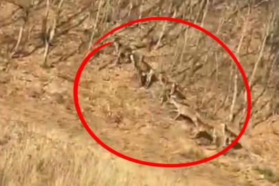 Geyik sürüsü kameraya böyle takıldı