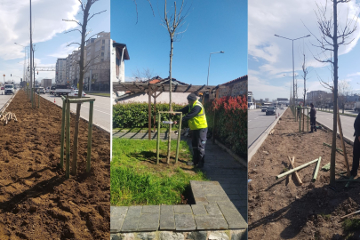 Bursa'nın 700 yıllık mirası 700 çınarla kök salıyor