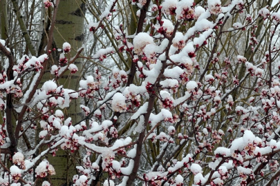 Afyonkarahisar ve Kütahya'da badem ve kayısı çiçekleri karla kaplandı