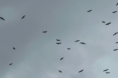 "Bolluk" müjdecisi leylek sürüsü Bursa semalarında görüldü