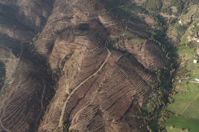 Bursa'da yanan ormanlar 8 ayda ilmek ilmek işlendi, bölge yeniden can buldu