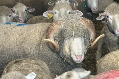 Milyonluk koçun kuzuları için bugünden sıraya girdiler