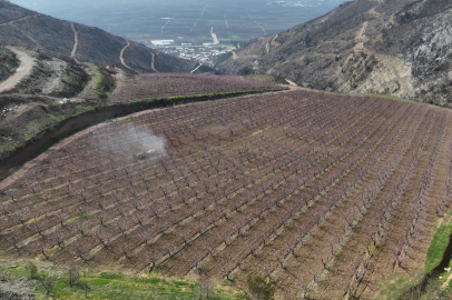 Siyahların ardında açan pembe şeftali çiçekleri
