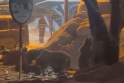 Uludağ'da kış uykusundan uyanan ayı ailesi yemek için Sarıalan'a indi