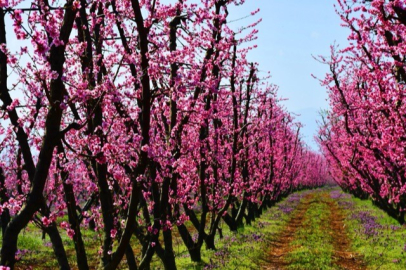 İznik çiçek bahçesine büründü