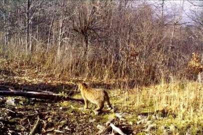 Ormanın gizemli sakini yaban kedisi görüntülendi