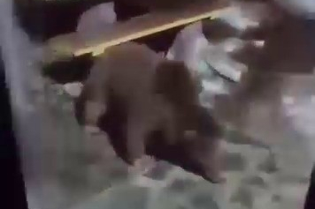 Uludağ’da ayı ailesi kamerada...Ani hareket paniğe neden oldu