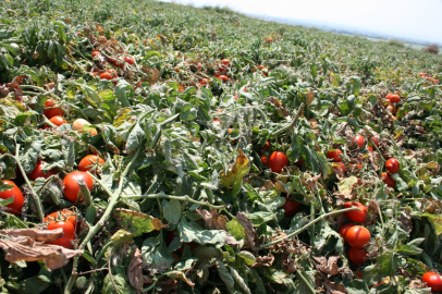 Karacabey'de salçalık domates ekiminde "serbest"in fazla olması bekleniyor
