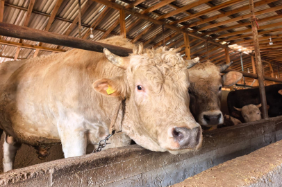 Tonluk 'Paşa' 500 bin lira