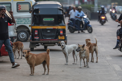 Hindistan’da 62 milyon sokak köpeği, sokakları işgal ediyor