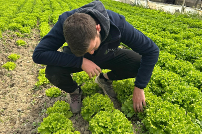 Bu sefer tarladan güzel haber geldi...35 liraya tarladan satılan marul yüzleri güldürdü