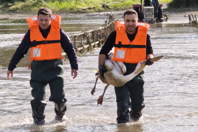 Barajda mahsur kalan pelikan böyle kurtarıldı