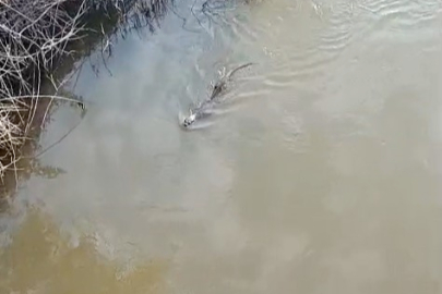 Bursa'da deredeki su samuru şaşırttı