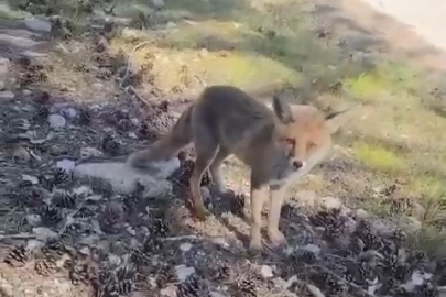 Bursa'da ilginç görüntüler