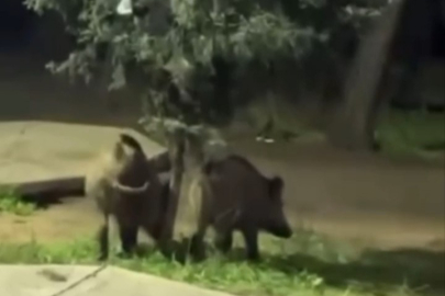 Bursa'da domuzlar piknik alanlarına indi