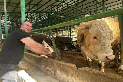 Bursa'da kurban hareketliliği: Tonluk boğayı 400 bin liraya sattı