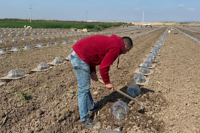 Tarım işçilerini ve çiftçileri en çok turfanda karpuz dikimi zorluyor