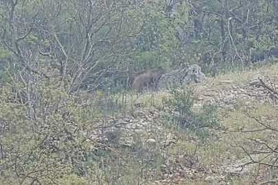 Orhaneli yolunda ayı paniği kamerada