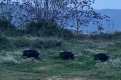Bursa'da domuzlar şehir içinde görüntülendi