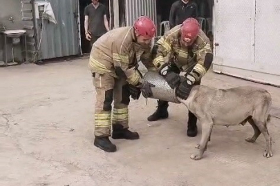 Hava filtresine sıkışan köpek kurtarıldı