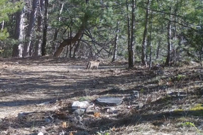 Uludağ'da yaban kedisi fotokapana takıldı
