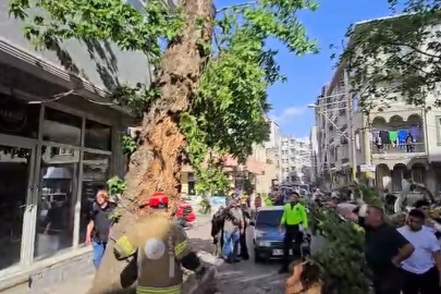 Bursa'da seyir halindeki araçların üzerine ağaç devrildi: 1 kişi yaralandı
